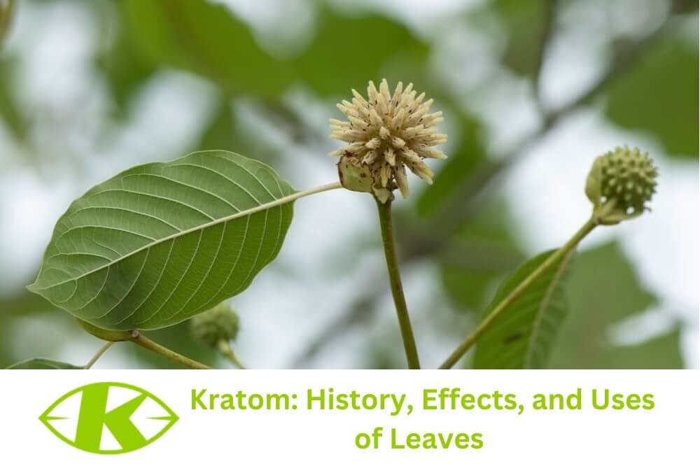 Kratom: History, Effects, and Uses of Leaves - Exploring the History of Kratom Use