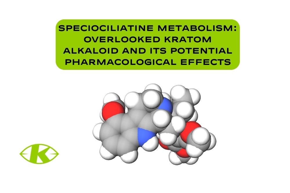 Speciociliatine Metabolism: Overlooked Kratom Alkaloid and Its Potential Pharmacological Effects